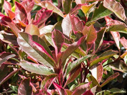 Photinia fraseri 'Pink Marble' (1)