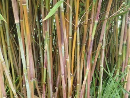 nitida