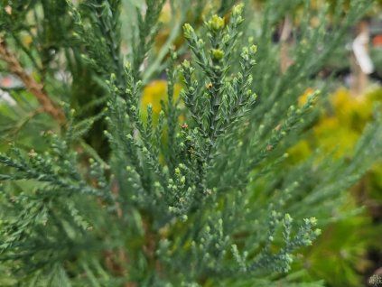 106436 1 Mammutbaum gesunder Mammut