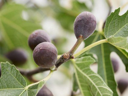 Ficus Little Miss Figgy 3