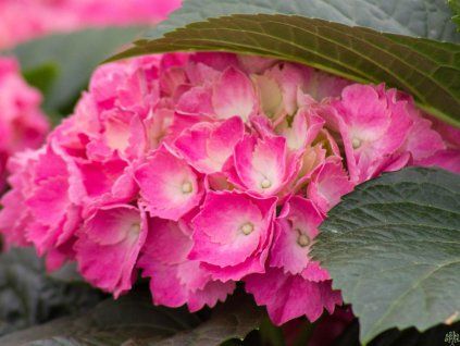 Hydrangea macrophylla Red Baron (1)