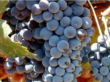 grape5