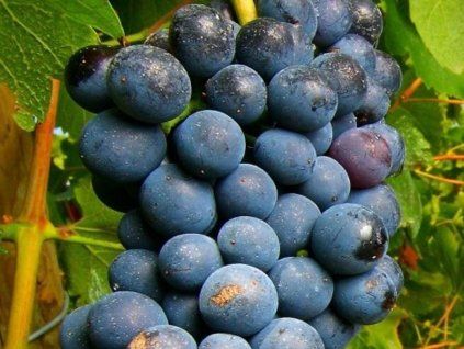 merlot