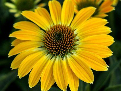 Echinacea purpurea Sombrero 'Compact Yellow'