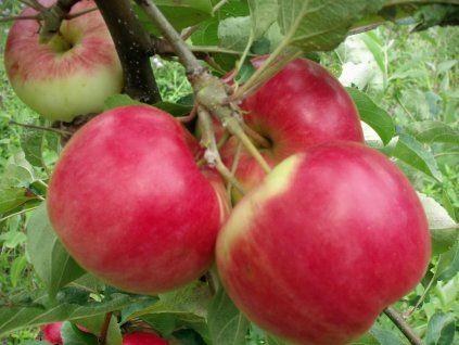 107225 jablon red melba