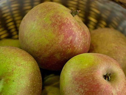 107231 jablon boskoopske