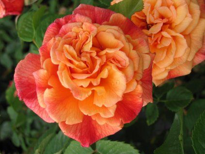 Rose 'Aloha®' (Container C2)
