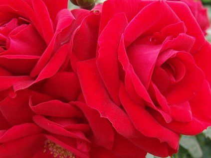 Rose 'Amadeus®' (Verpackung Sonderverpackung)