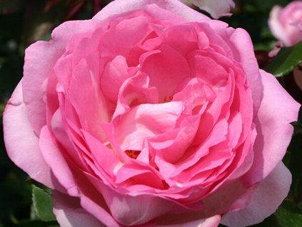 Rose 'Beverly®' (Spezielle Verpackung)
