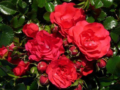 Rose 'Gartnerfreude®' (Spezielle Verpackung)