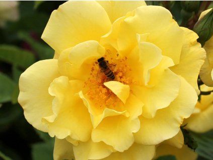 Rose 'Golden Gate®' (Container C2)