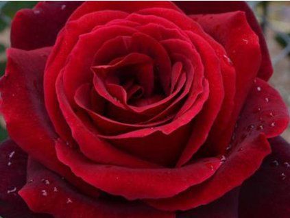 Rose 'Schwarzer Schwan' (Spezialverpackung)