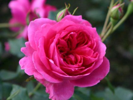 Rose 'Pink Cloud' (Spezielle Verpackung)