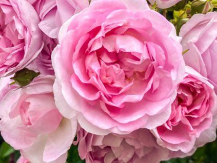 Rose 'Jasmina®' (Spezialverpackung)