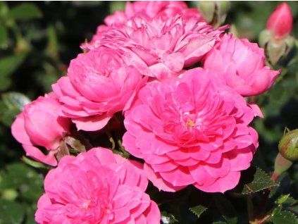 Rose 'Knirps®' (Spezielle Verpackung)