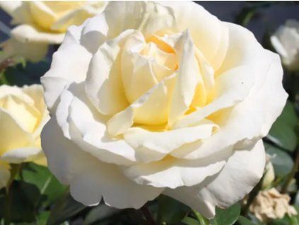 Rose 'La Perla®' (Verpackung Sonderverpackung)