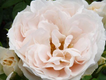 Rose 'Marchenzauber®' (Sonderverpackung)