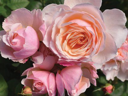 Rose 'Moonlight®' (Verpackung wurzelnackte Sämlinge)