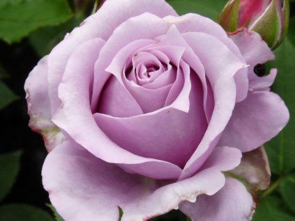 Rose 'Novalis®' (Spezialverpackung)