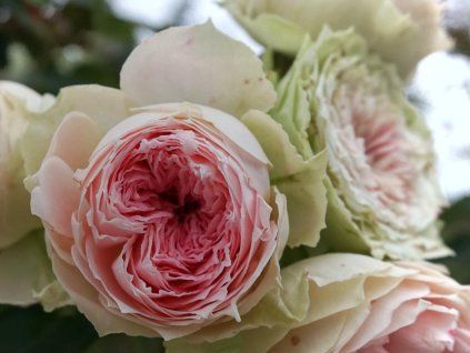 Rose 'Pashmina®' (Sonderverpackung)