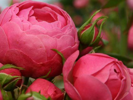 Rose 'Pomponella®' (Spezialverpackung)