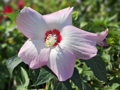 Hibiscus Fujin