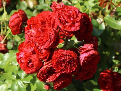 Rose 'Rotkappchen®' (Verpackung Spezialverpackung)