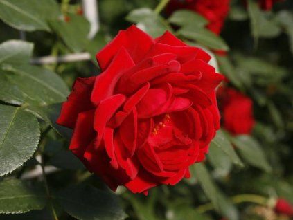 rosa bis Eulenspiegel 4819 1