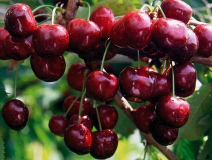 107900 tresen compact lambert