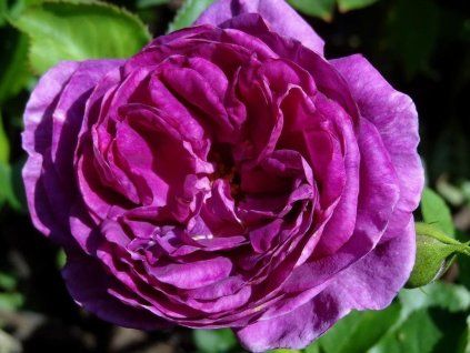 Rose 'Minerva®' (Container C2)