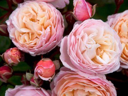 Rose 'New Dreams®' (Containerverpackung C2)