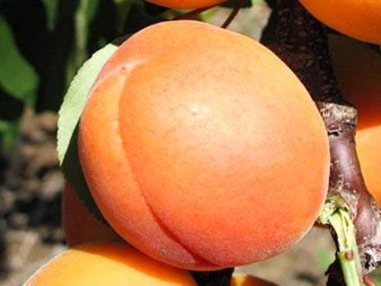 107957 merunka candela