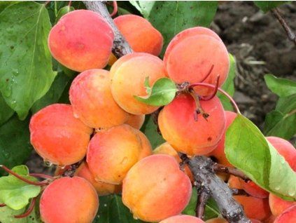 107963 merunka sophinka