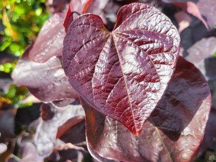 Cercis Schwarze Perle (3)