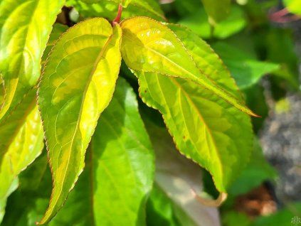 Stachyurus chinensis 'Wonderful Image' (2)