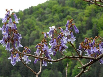 Paulownia Fast Blue