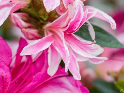 Azalea Rhododendron Pink Spider