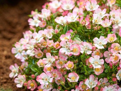 Rose 'Cutie Pie' (Containerverpackung P9)