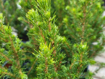 Picea glauca 'December' (2)