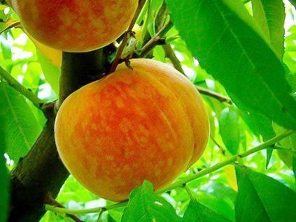 108797 broskvon halehaven