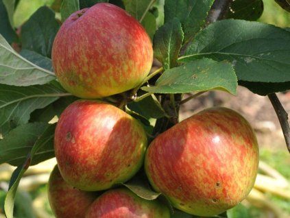 108803 jablon stark earliest