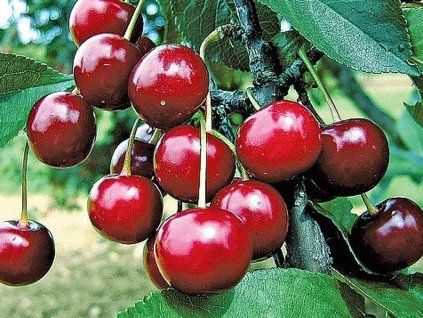 108840 visen vackova