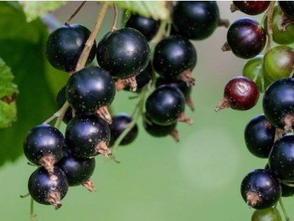 Ribes nigr. 'WELLINGTON Sorte 750x750