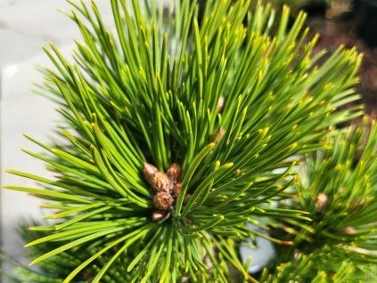 Pinus heldreichii�'Hald Koryta' (1)