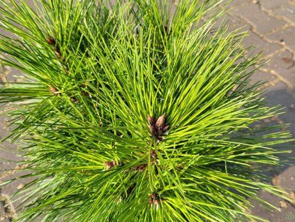 Pinus tabuliformis 'Jiuzhaigou Valley' (2)