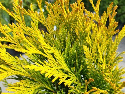 Thuja plicata '4ever' (2)