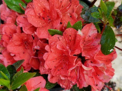Azalea japonica Estrella