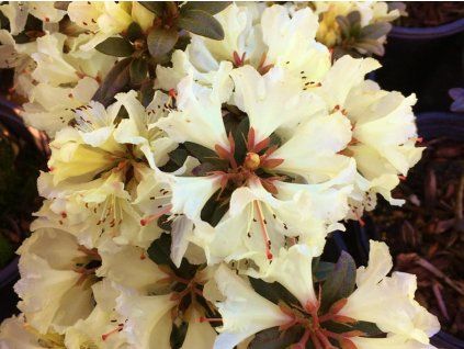 cremefarbener Wappen