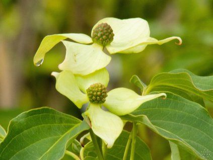 Cornus Flower Tower (2)