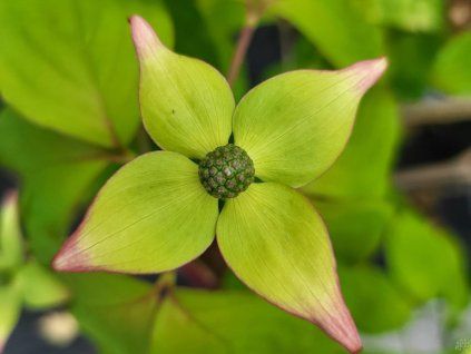 110046 2 drin japonsky steffen